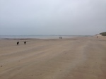 Dog on Sand